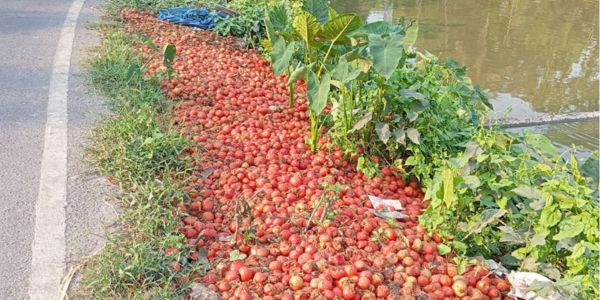 বিক্রি না হওয়া টমেটো ময়লার ভাগাড়ে